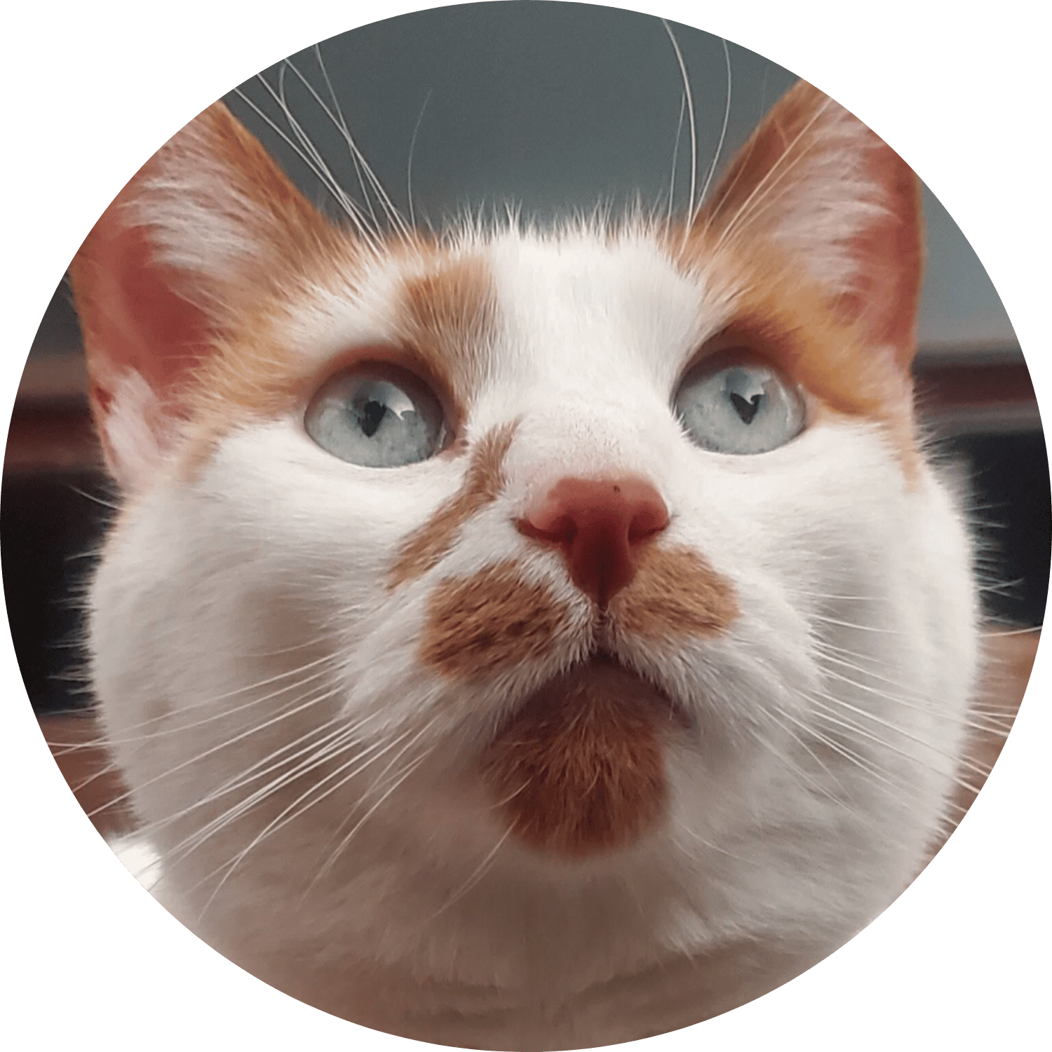 Close-up of a cat with white and brown fur, with head and eyes tilted upward toward the ceiling.